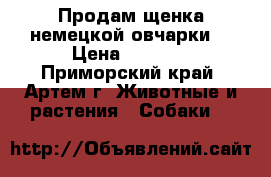 Продам щенка немецкой овчарки. › Цена ­ 5 000 - Приморский край, Артем г. Животные и растения » Собаки   